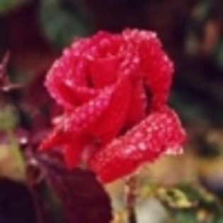 rose - flori