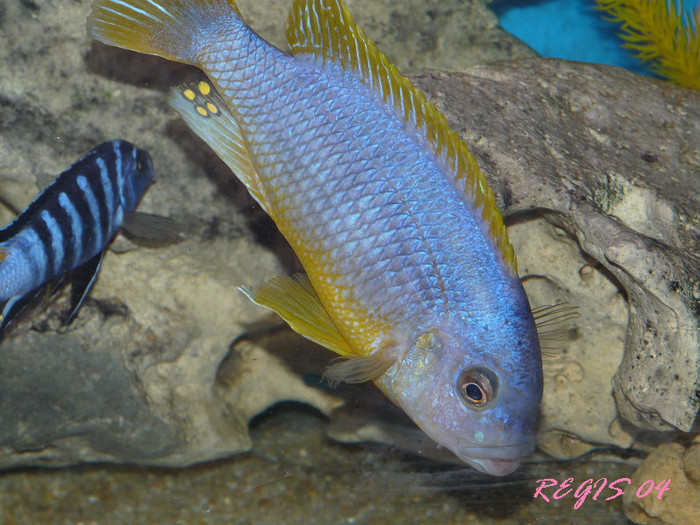 p1020199bordervo2 - African Cichlid