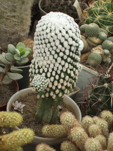 Mammilaria rodantha f. monstrosa - colectia mea de cactusi