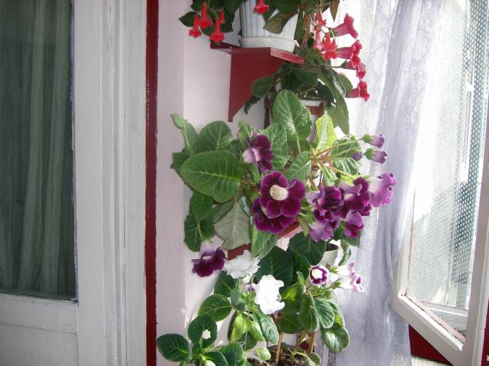 Flori-2008