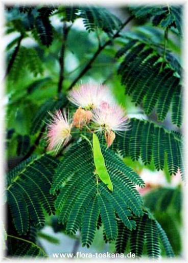 ARBORE DE MATASE - Plante foioase