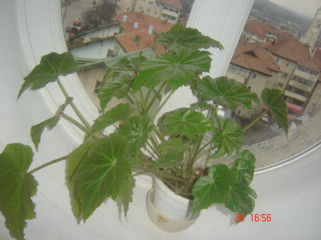 DSC00128 - florile mele