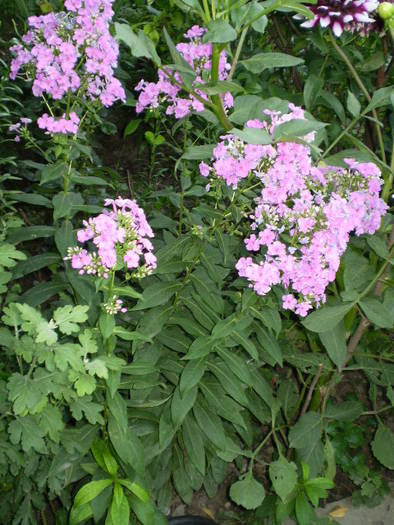 P7152184 - flori de gradina 2009