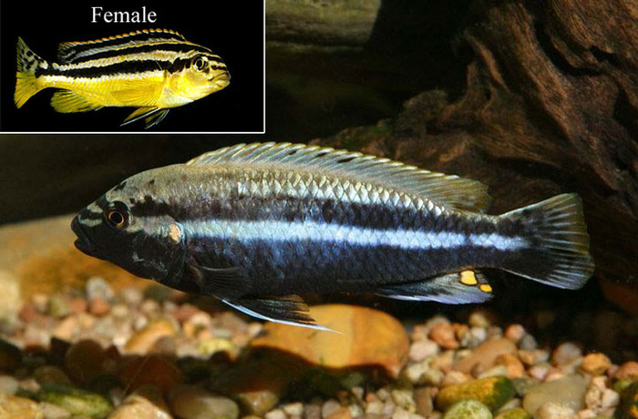 4 - melanochromis auratus - African Cichlid