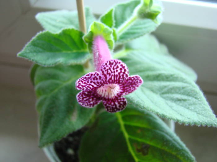 Kohleria Kapo 18