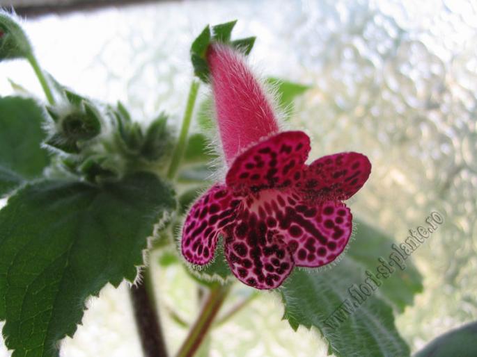 Kohleria Jester 6 - KOHLERIA I