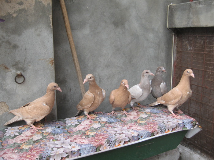 IMG_4643 - Voiajori z Ornament