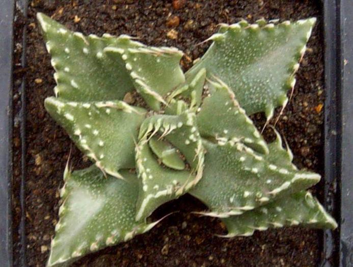 Faucaria tuberculosa