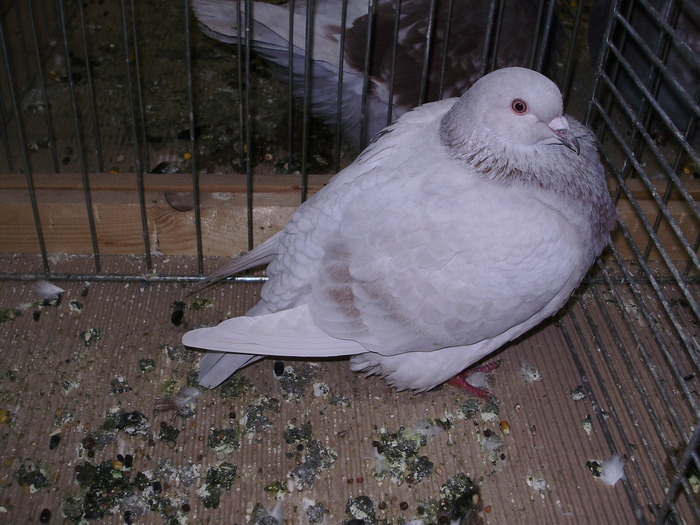 5442 t 0
