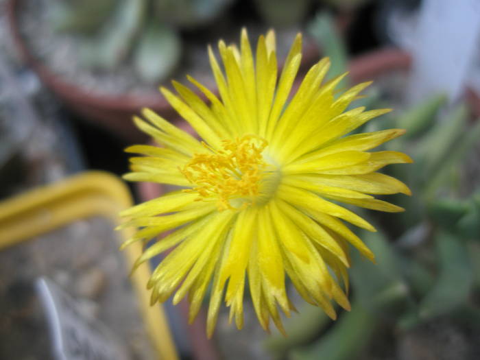 Rhombophyllum nelli - floare - SUCULENTE 2009