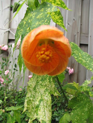 Abutilon 1 aug 2009 (2)