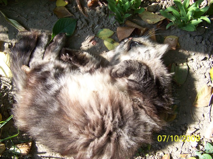 100_2705 - Toamna in curte  Timisoara