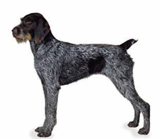 german_wirehaired_pointer - Sporting