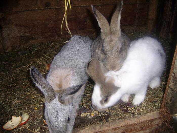 SSA54639 - GOSPODARIA MEA