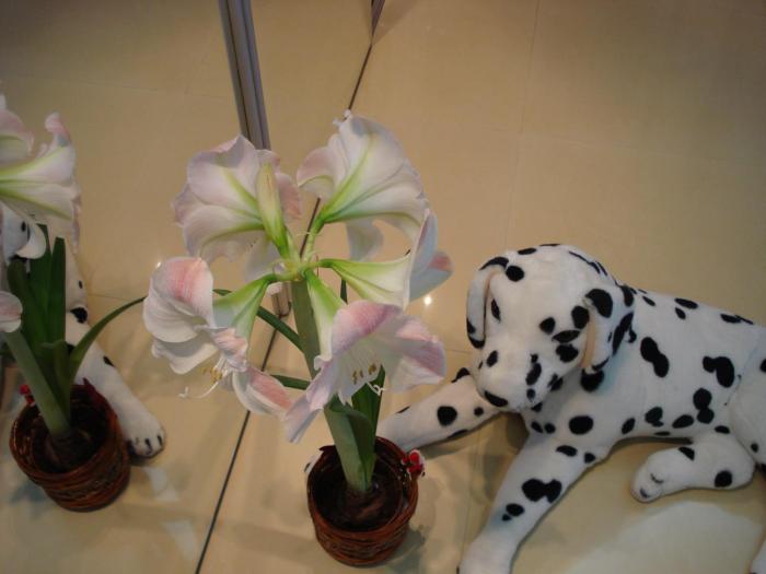 PONGO SI AMARYLLIS