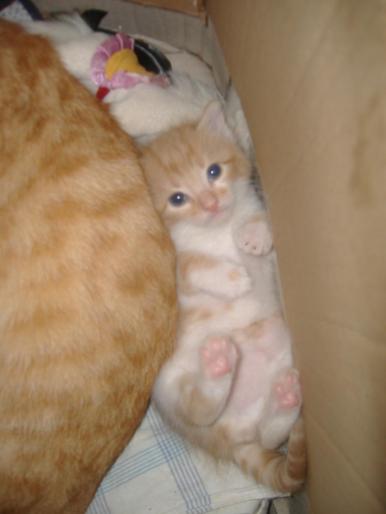 puiul pisici mele kitty