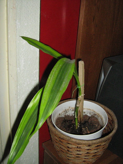 floricele 043; Dracaena
