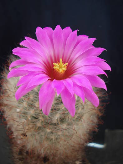 Mammillaria guelzowiana - Cactusi