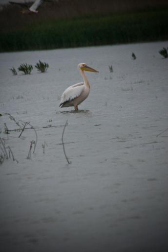 2008-05-03- (060) - poze delta dunarii