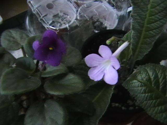 19.02 - streptocarpus 2009