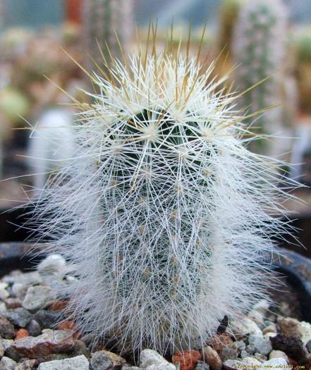 echinocereus_russanthus_v_neocapillus_sb_395_brewster_co