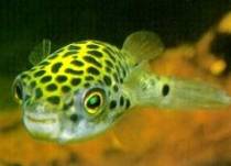 Tetraodon%20fluviatilis