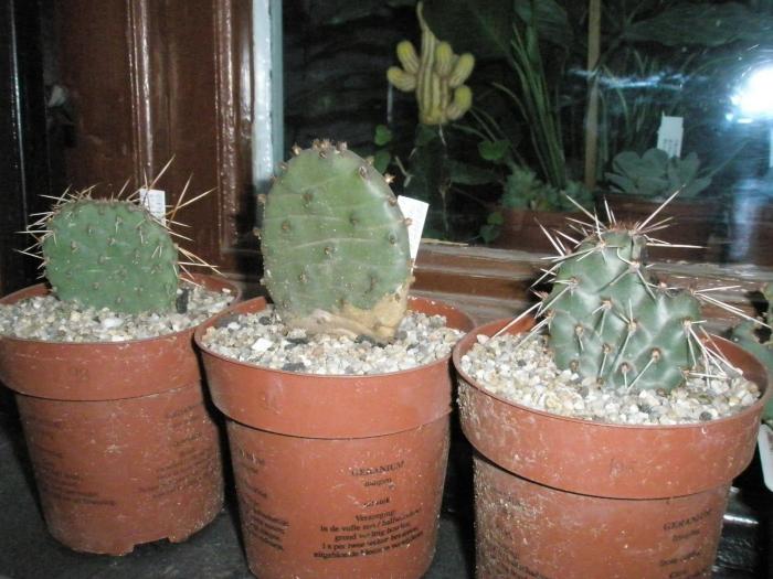 Opuntia macrochiza, compresa, polyacantha - plante de exterior - iarna 2008 - 2009