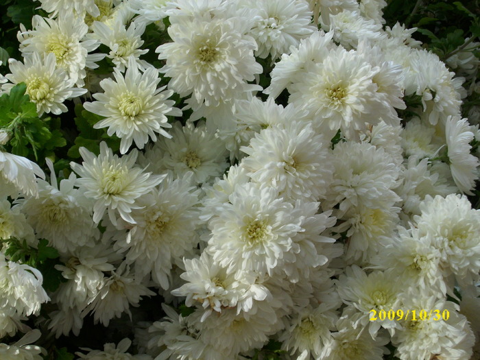 DSCI2072 - crizanteme