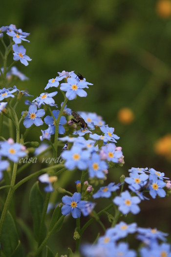 Myosotis arvensis-"Nu ma uita" - frumuseti salbatice