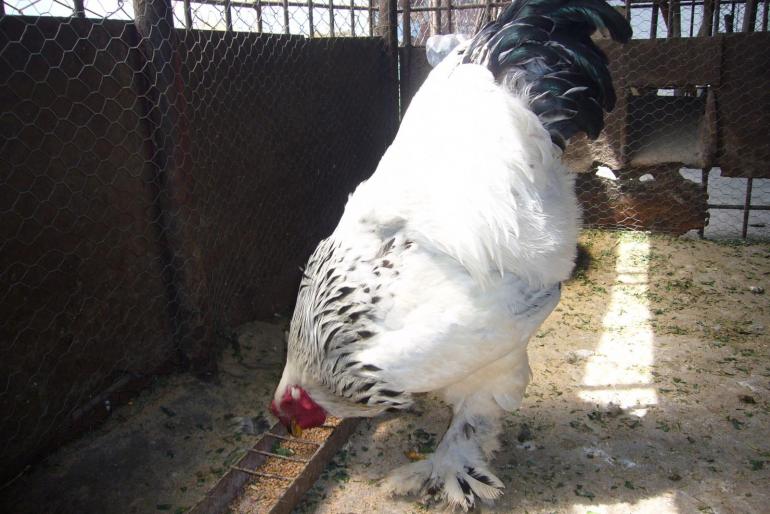 brahma herminat deschis