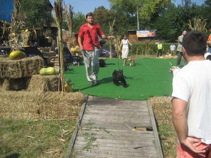 IMG_3289 - EXPO Tg Mures 2008