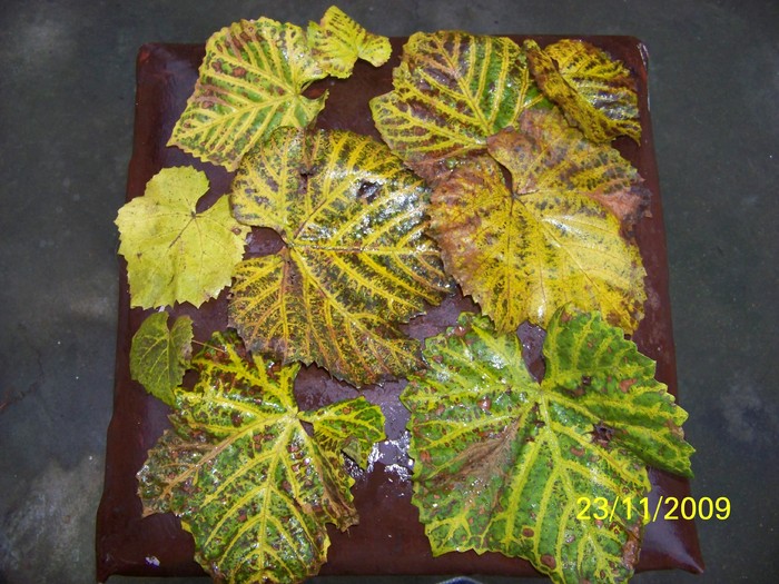 100_5085 - Toamna in curte  Timisoara