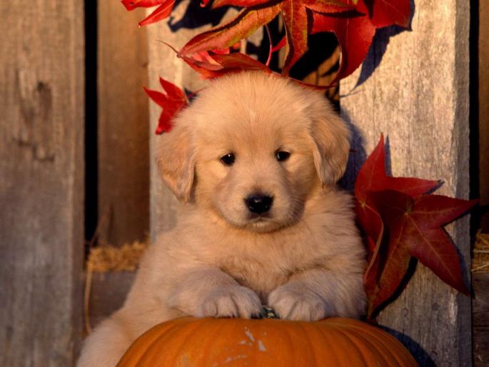 Dogs Wallpaper_ Poze cu Catei 3