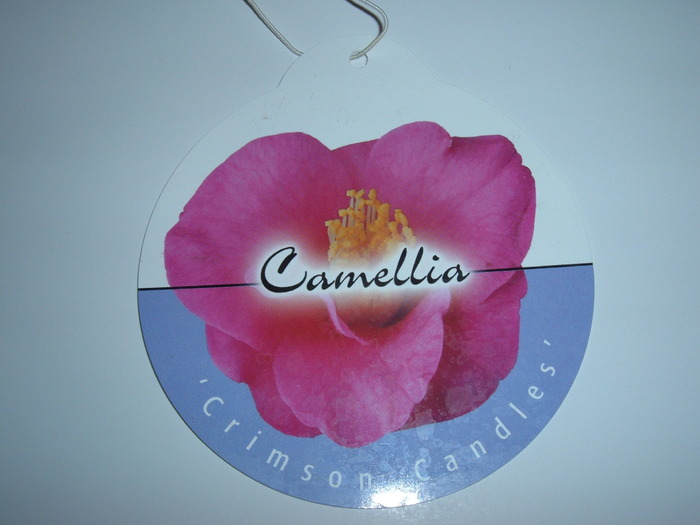 eticheta camelia - camelie