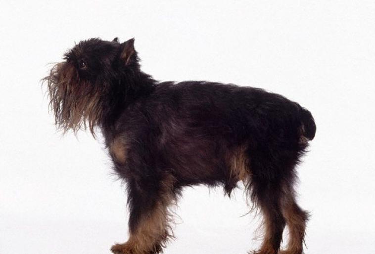 BRUSSEL GRIFON - RASE CAINI