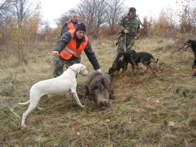 IMG_2403 - Parintii puilor de dog argentinian