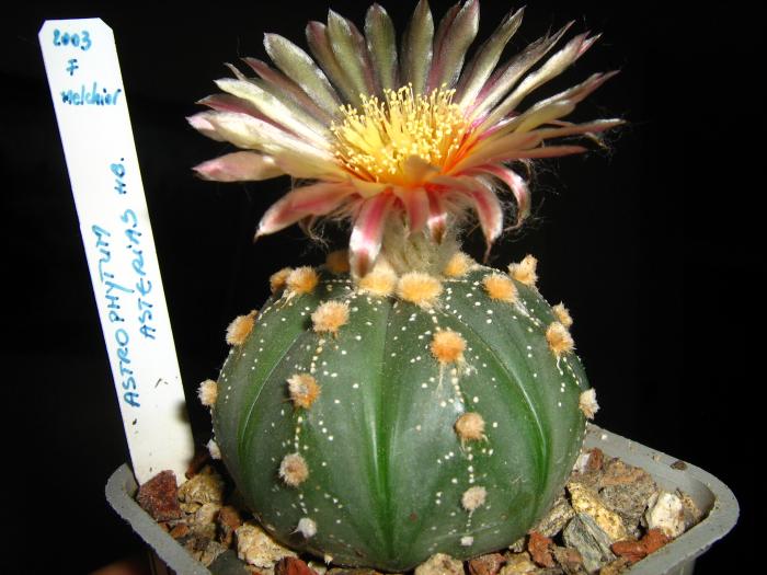 Astro.asterias hb.; Astro.asterias
