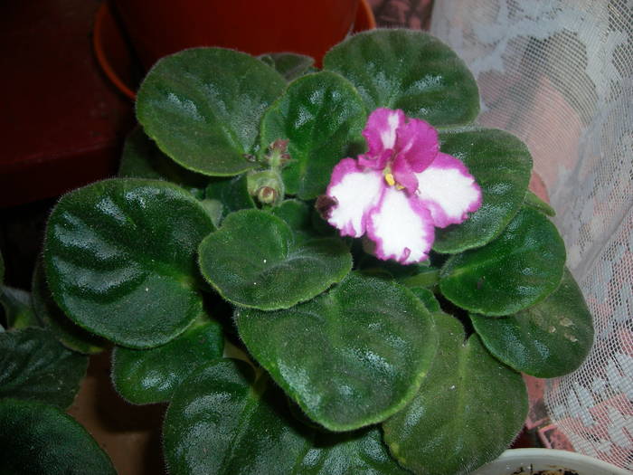 Violete de Parma