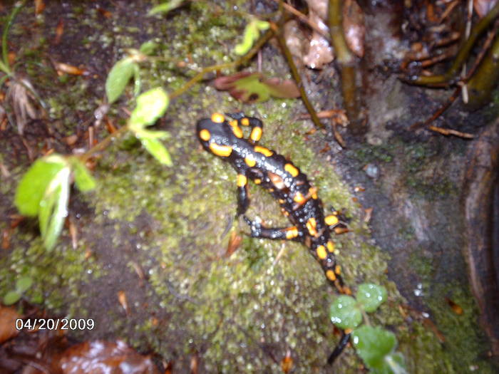 BREZOI.20.04.2009 008; SALAMANDRA
