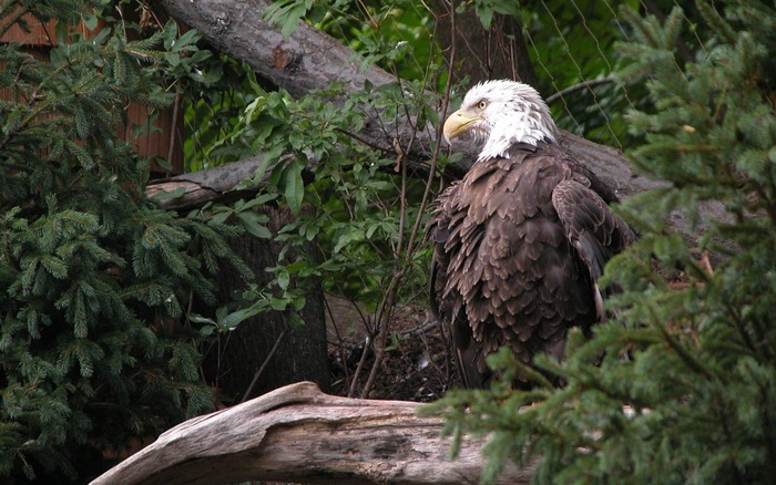 93_baldeagle_1440x900