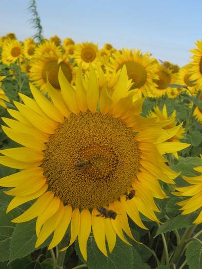 18iulie 019 - albinarit