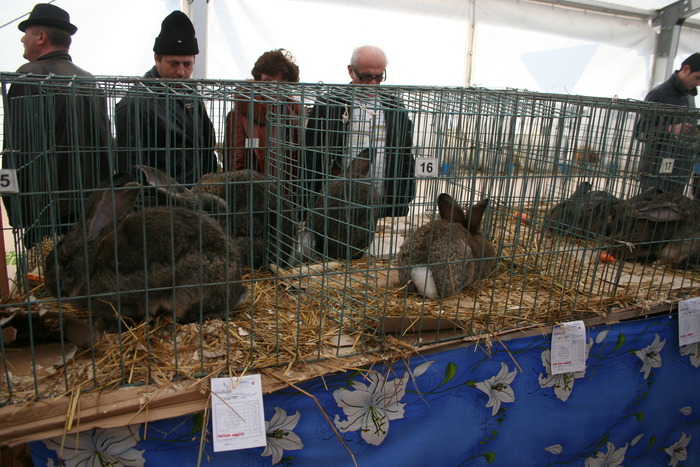 EXPO-PAS Suceava 2009