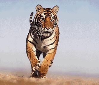 CLOS13B - leoparzi si tigri