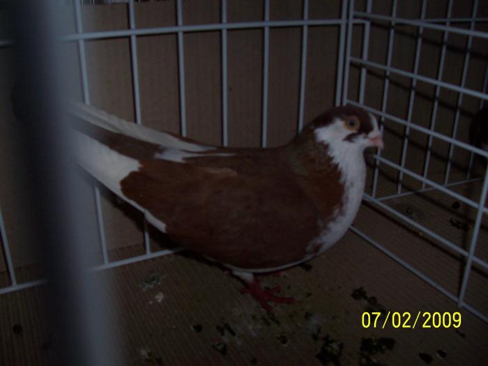 Expo Oradea 2009 104