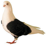 jucator capacit de buzau - X-TODAS LAS RASAS DE PALOMAS EN EL MUNDO
