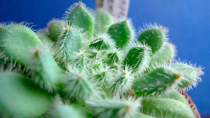 Echeveria setosa v. deminuta - Echeveria