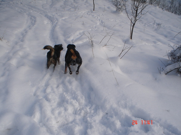 DSC08773 - Bella ianuarie 2010