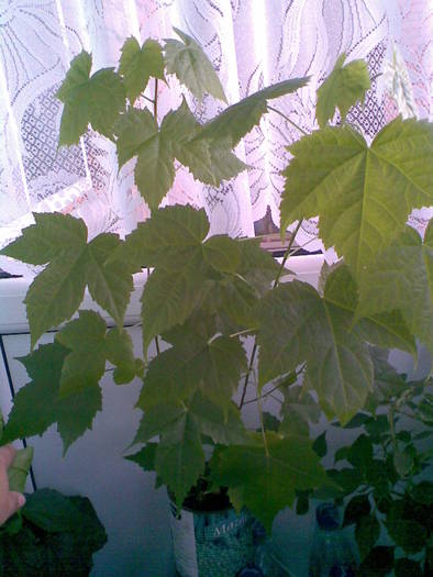 Imag480; abutilon portocaliu
