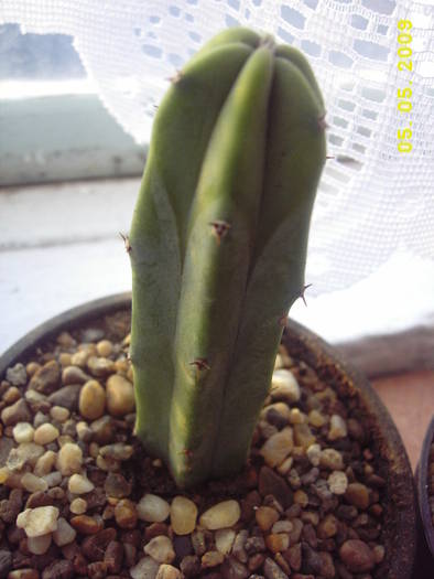 Myrtillocactus Geometrizans - cactusi si  suculente 09