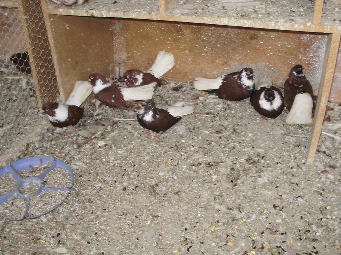 P9061401 - 1709 Marian Anghel